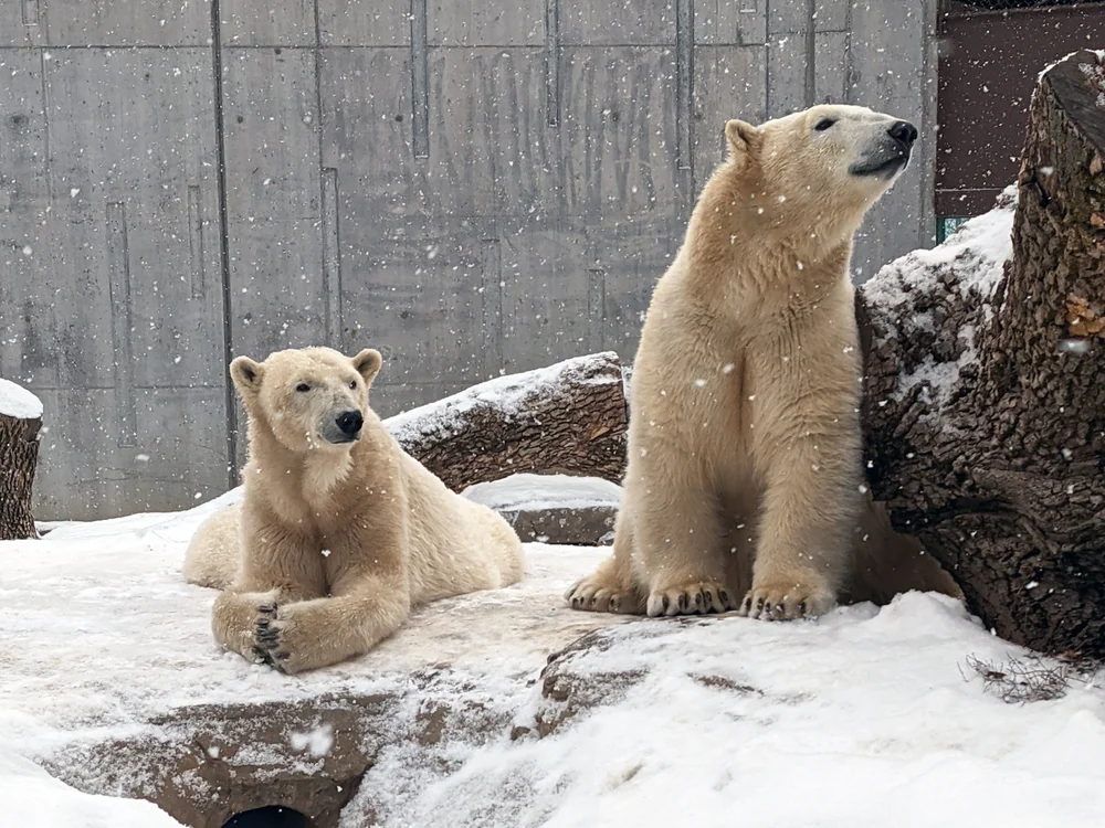 Why Should We Keep Zoos