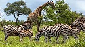 Should We Ban Zoos or Should We Keep Them?