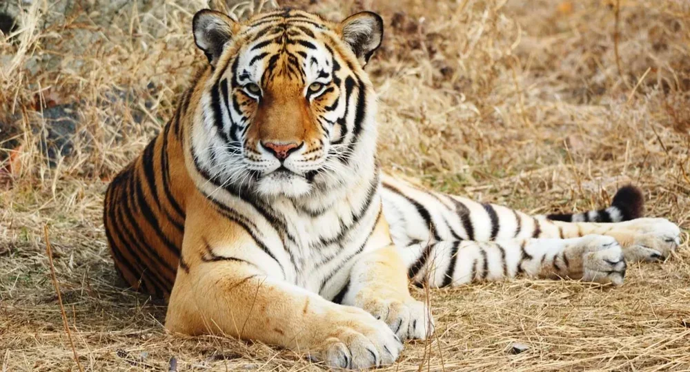 Shall We Ban Zoos