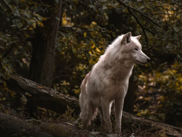 The Spooky Wolf Forest - featured image